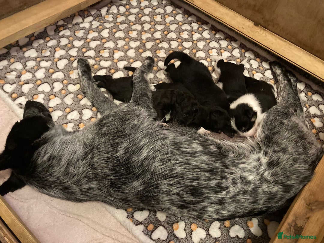 Border Collie dogs for sale: 3 beautiful female pups remaining - Image 8