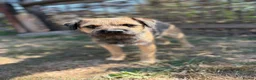 Border Terrier dogs for sale: 🐾 Licensed breeder of KC border terrier puppies  - Advert 6