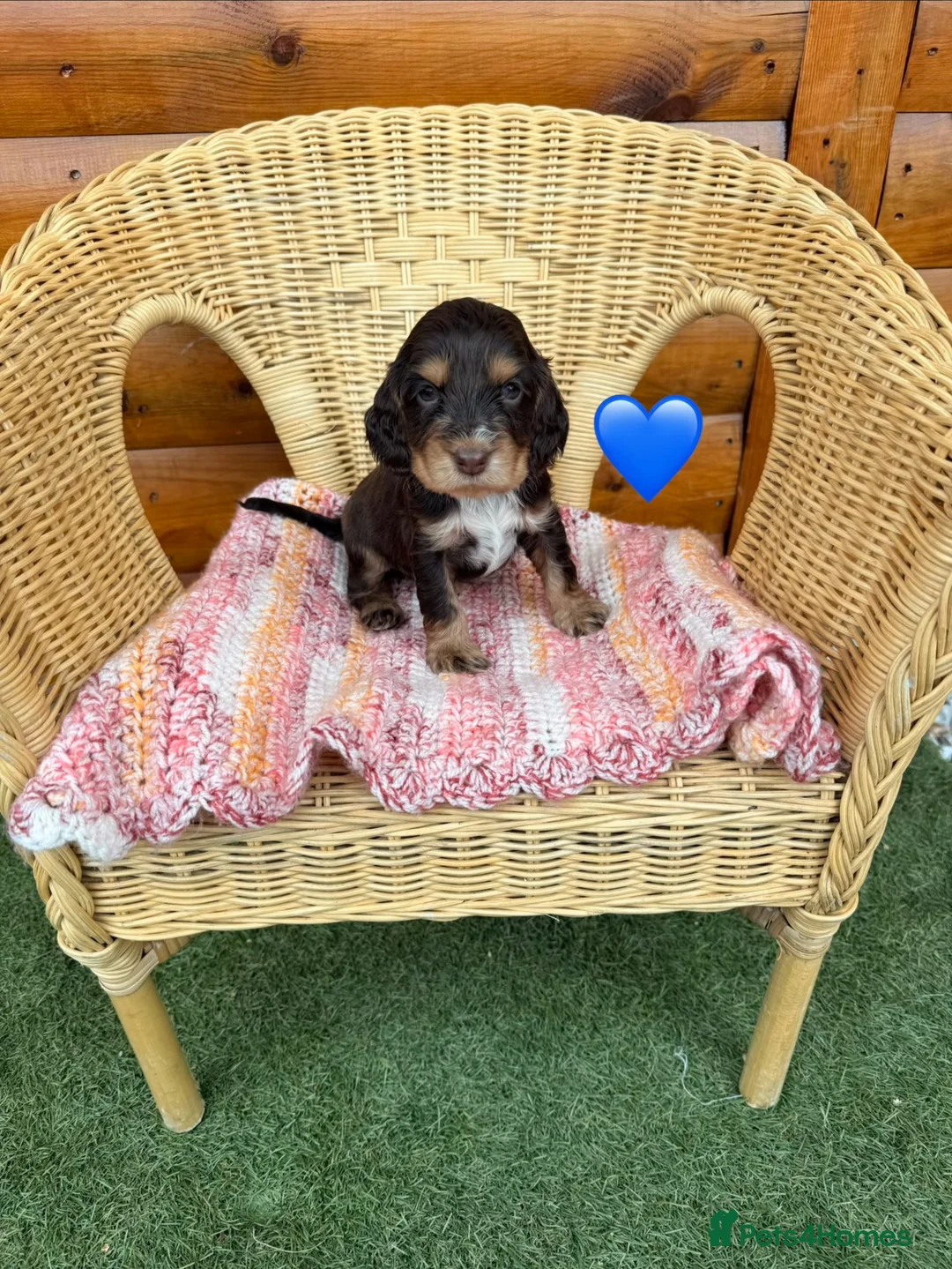 Cocker Spaniel dogs for sale: Kc reg Show type cocker spaniels  - Advert 9