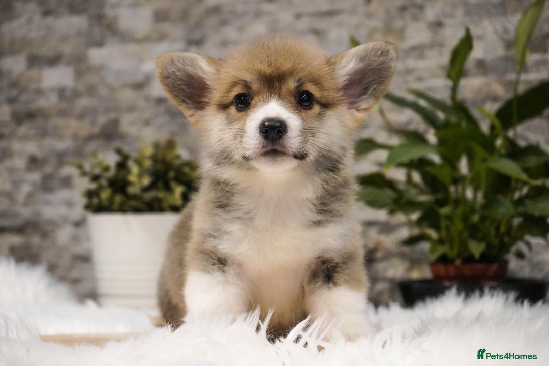 Welsh Corgi Pembroke dogs for sale: Welsh Corgi (Pembroke) - Advert 2