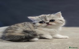 British Shorthair cats for sale: Kittens - Image 14