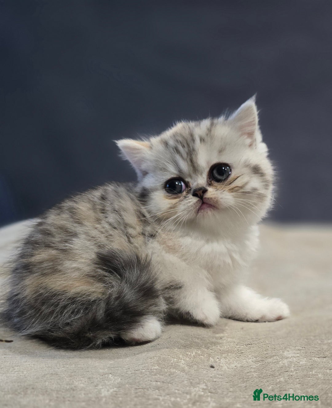 British Shorthair cats for sale: Kittens - Image 14