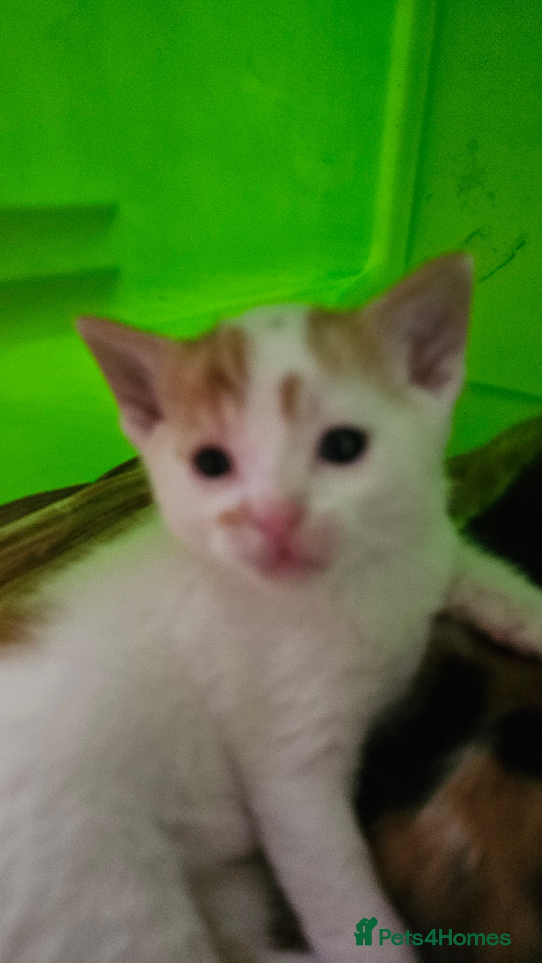 Mixed Breed cats for sale: Beautiful kittens for sale - Image 18