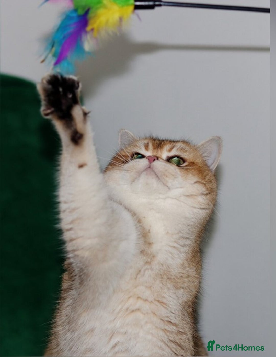 British Shorthair cats for sale: Charming British golden chinchillas - Advert 21