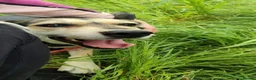 Mixed Breed dogs for adoption: Purdy - Advert 9