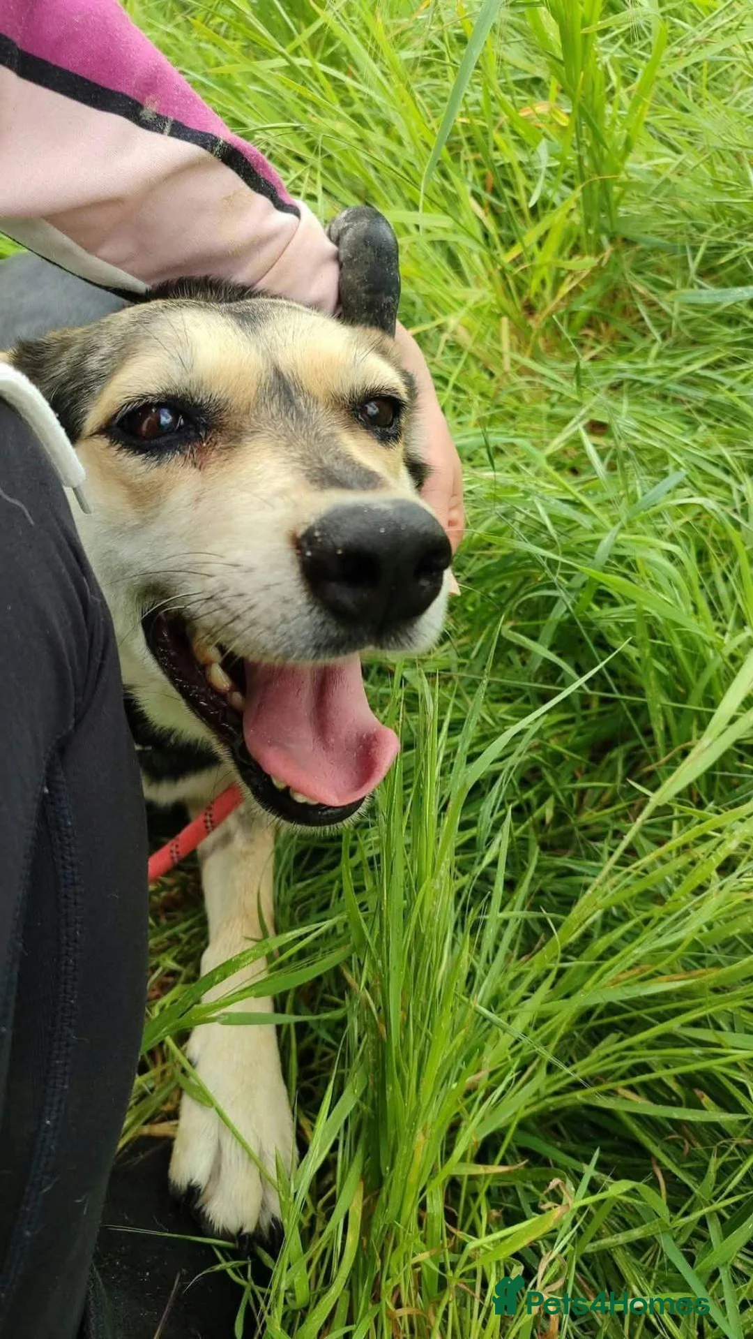 Mixed Breed dogs for adoption: Purdy - Advert 9