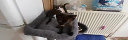 Mixed Breed cats for sale: 5 cuties looking for new forever homes - Advert 8