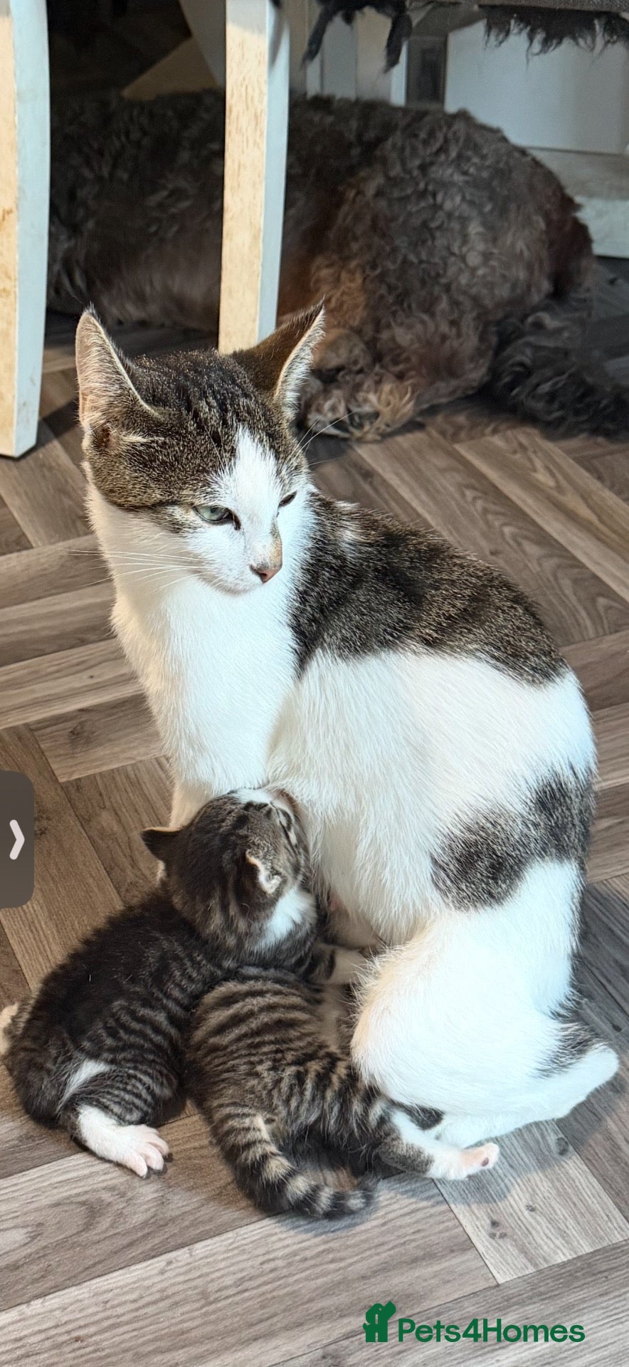 Mixed Breed cats 4 kittens for sale - Advert 2