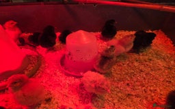 Chickens poultry for sale: Day old Chicks for sale - Image 2