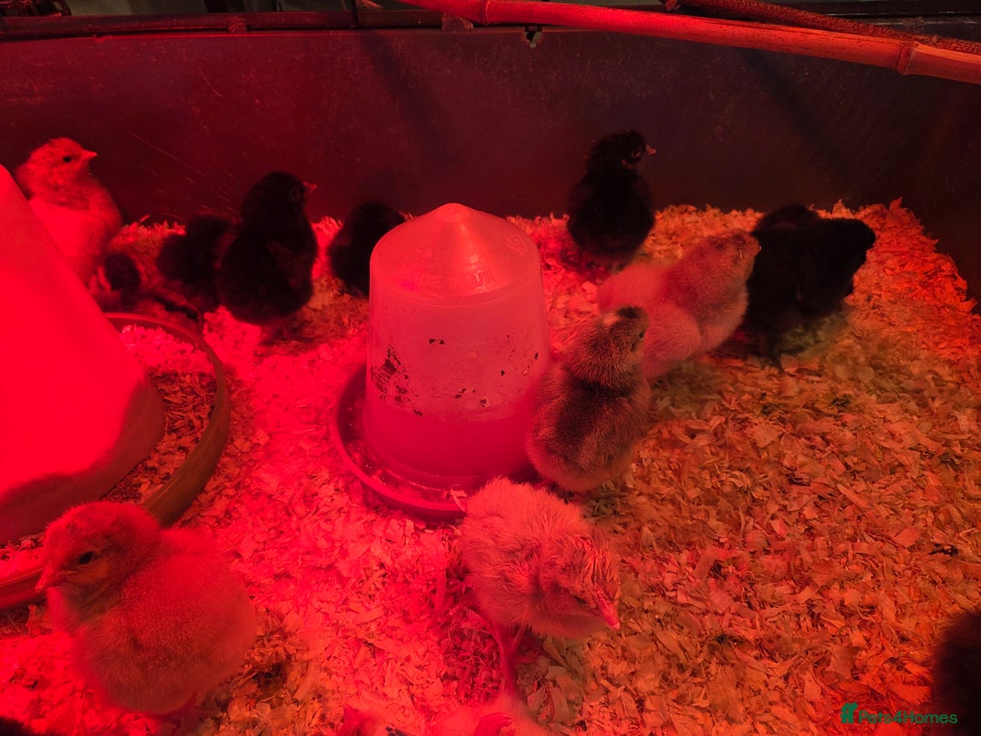 Chickens poultry for sale: Day old Chicks for sale - Image 2
