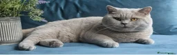 British Shorthair cats for stud: Outstanding champion lilac stud  - Advert 6