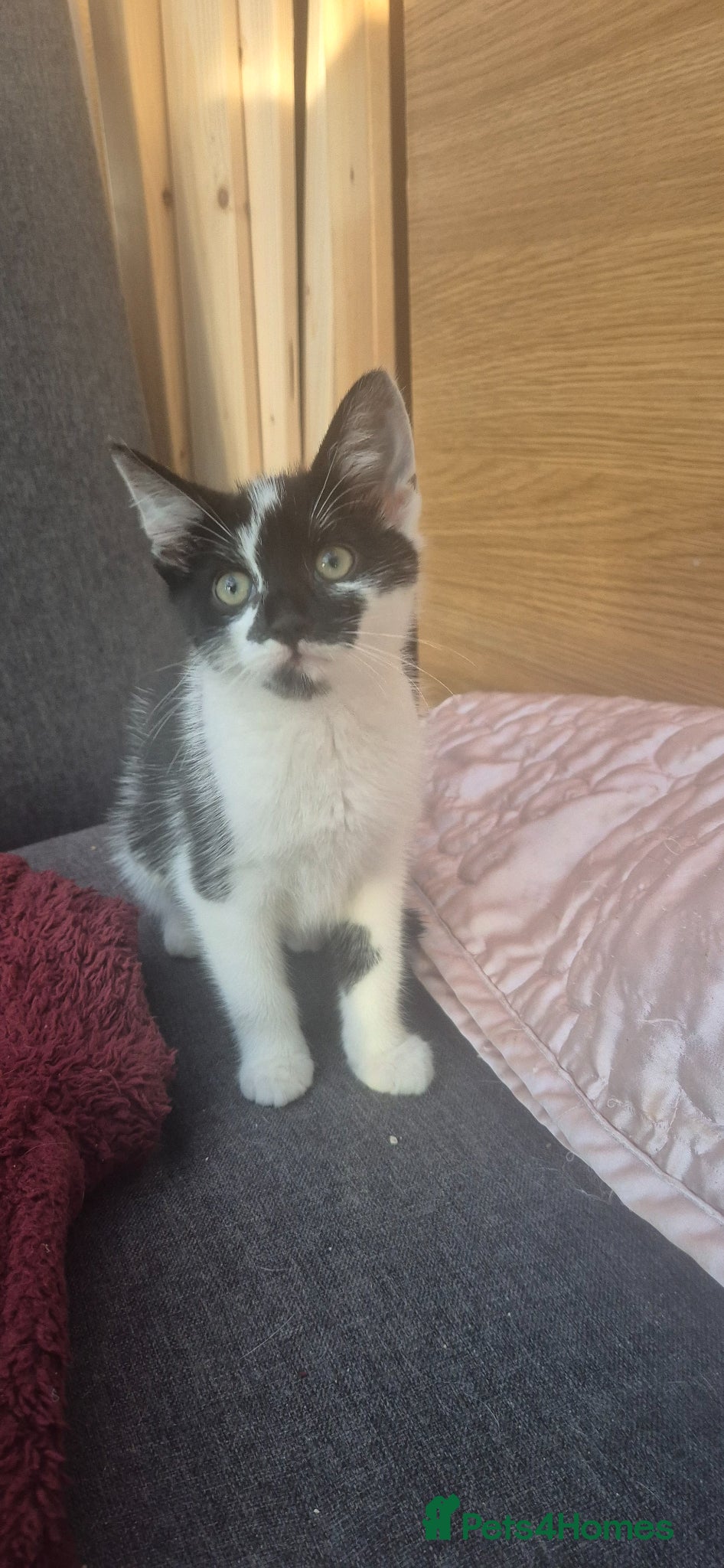 Mixed Breed cats Gorgeous kittens - Advert 1