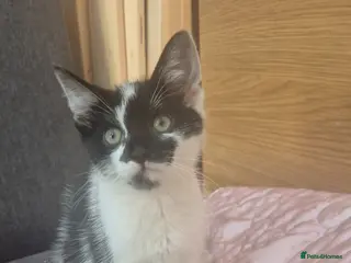 Mixed Breed cats Gorgeous kittens - Advert 1