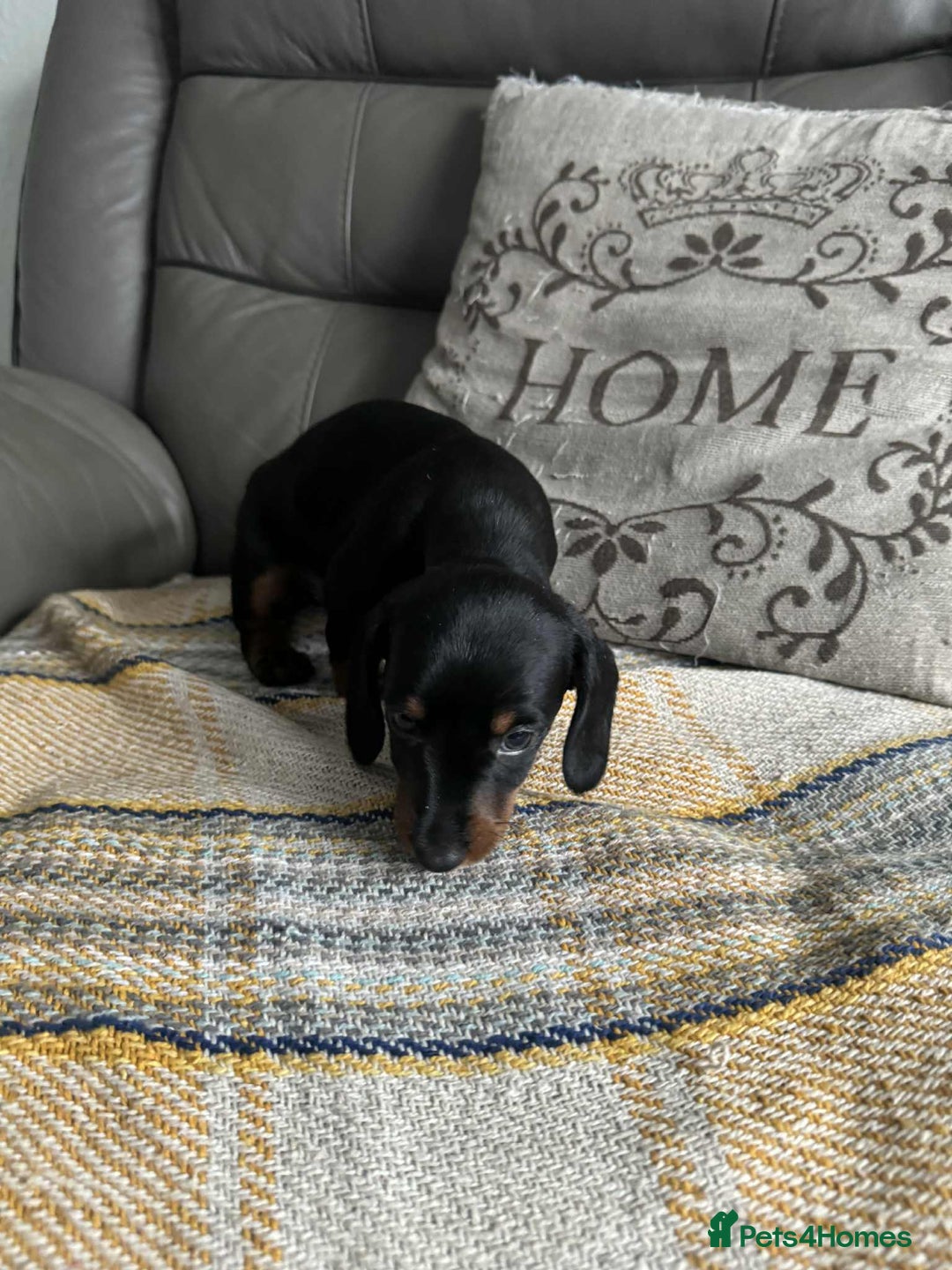 Miniature Dachshund dogs for sale: Miniature Dachshund Puppies ready to go 3/12/25 - Advert 24