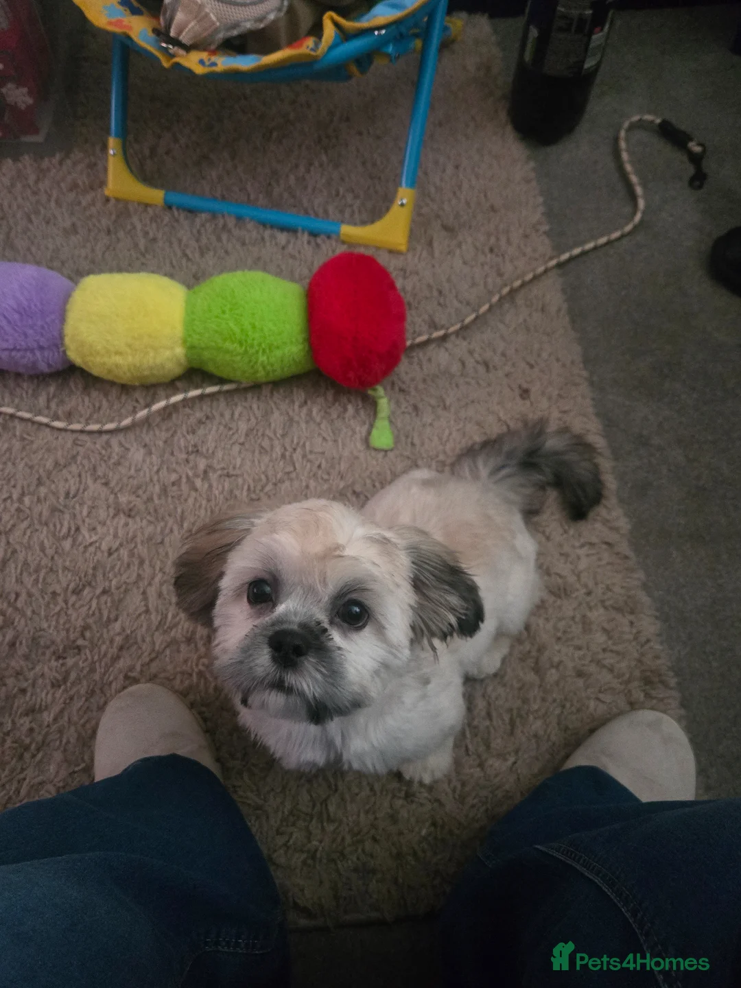 Shih Tzu dogs for sale: Bertie 7 month old shihtzu in Liverpool - Advert 2