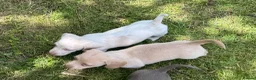Dachshund dogs for sale: 🏆 KC REGISTERED MINIATURE DACHSHUND PUPPIES 🏆 - Advert 5