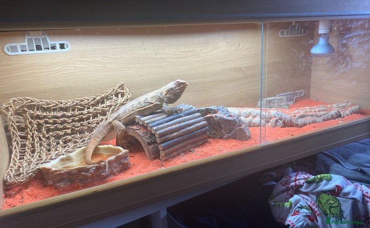 Bearded Dragon reptiles - Advert 2