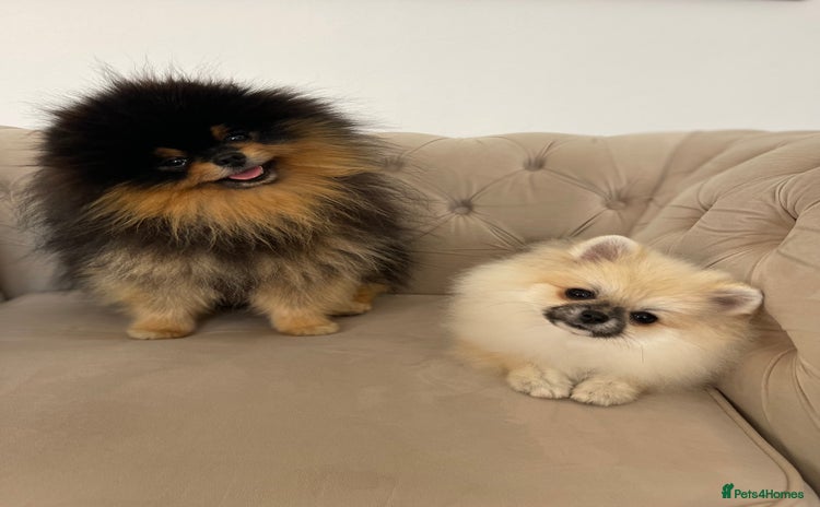 Pomeranian dogs - Advert 3