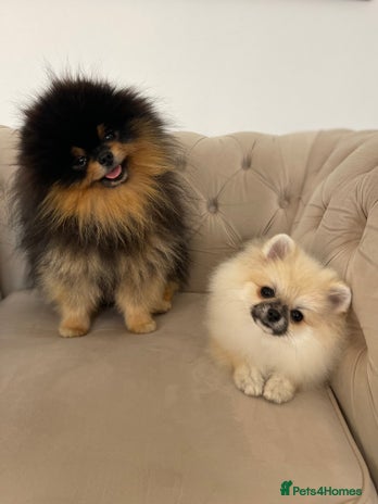 Pomeranian dogs - Advert 7