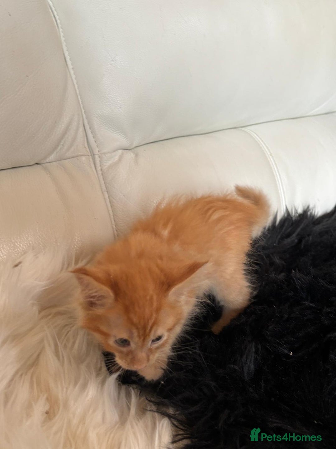 Maine Coon cats for sale: Red Maine coon female kittens, TICA reg - Image 32