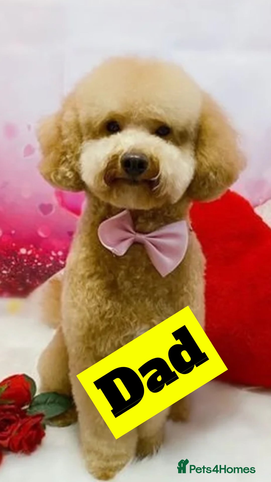 Cockapoo dogs for sale: F1B toy cockapoo - Image 7