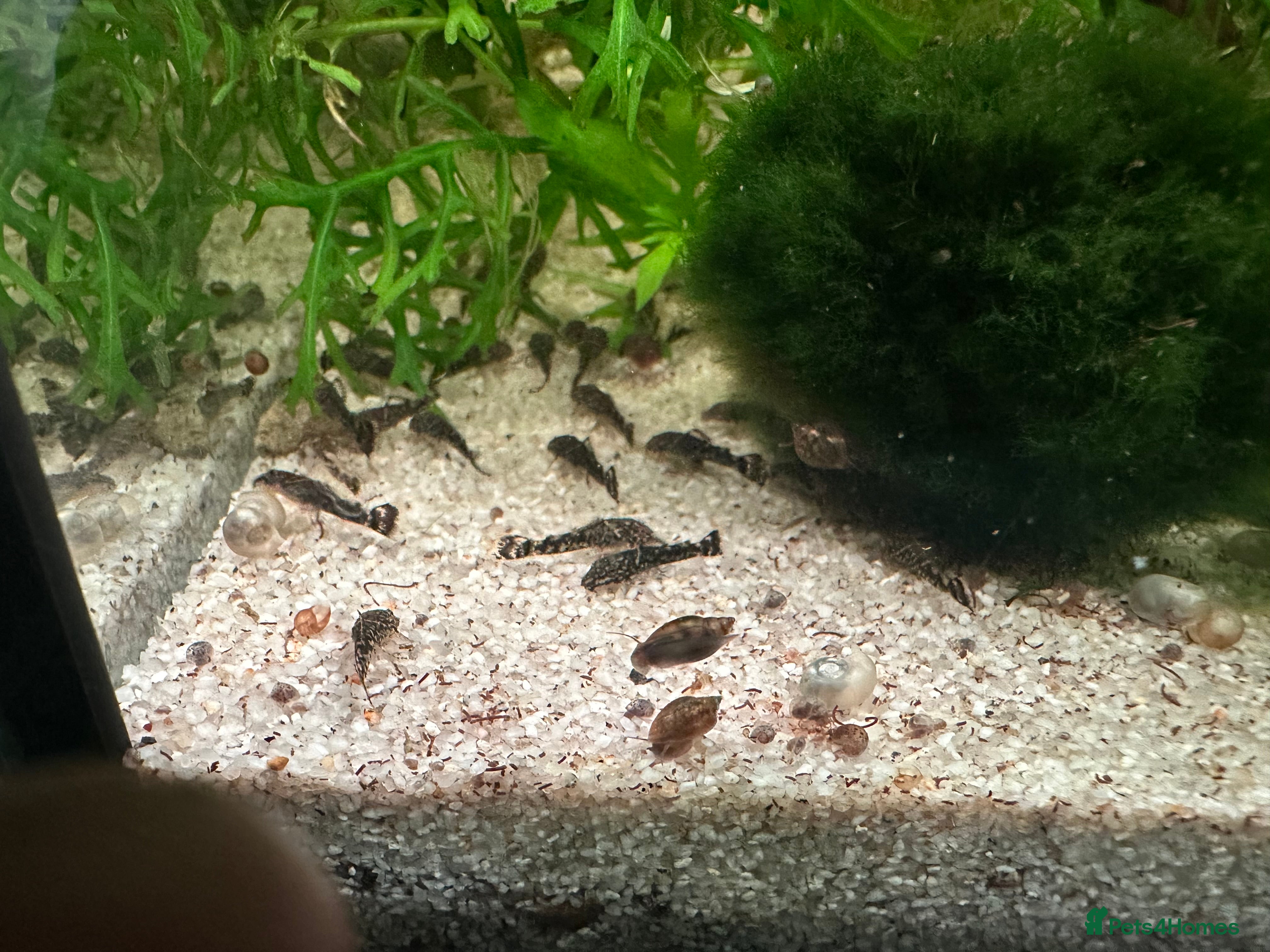 Plecos fish Juvenile bristle-nose plecos - Advert 6