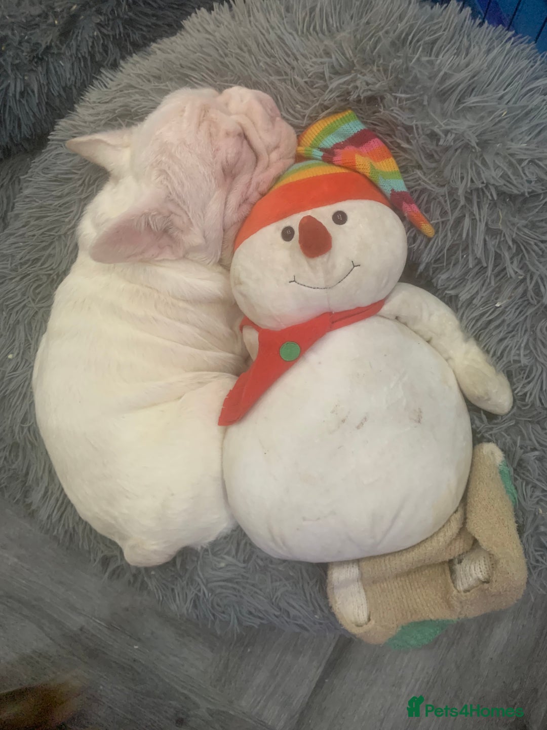 French Bulldog dogs for sale: Platinum Visual Pink French Bulldog Male - Advert 4