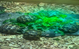 Tortoise reptiles for sale: Only 1 Babi left !! - Image 1