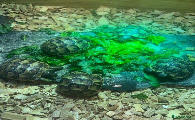 Tortoise reptiles - Advert 8