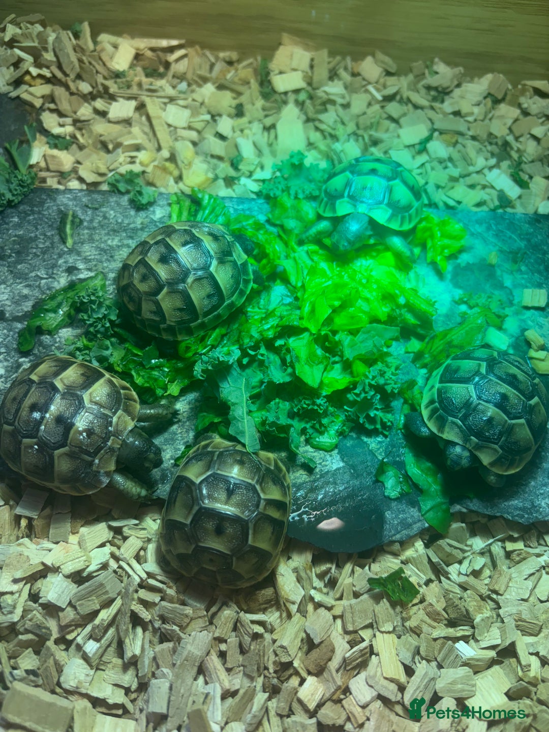 Tortoise reptiles for sale: Only 1 Babi left !! - Image 1