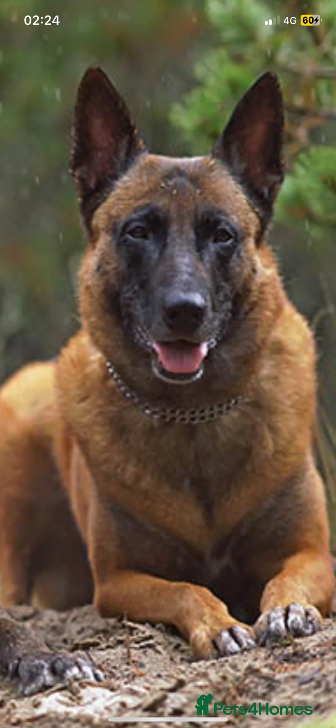 Belgian Shepherd Dog dogs for sale: Belgium, Shepard  in Doncaster - Advert 2