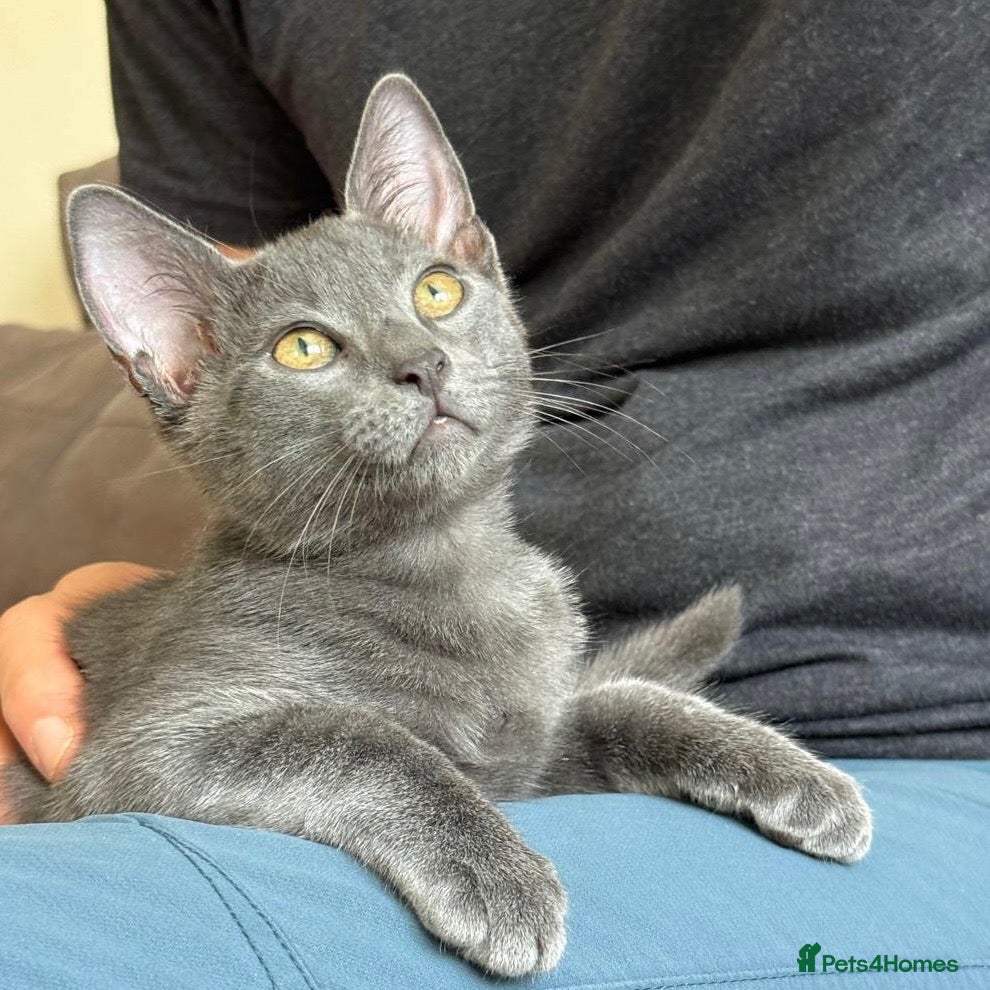 Russian Blue cats Gorgeous Russian Blue kitten - Advert 17