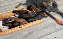 Dobermann dogs for sale: Doberman pups - Image 4