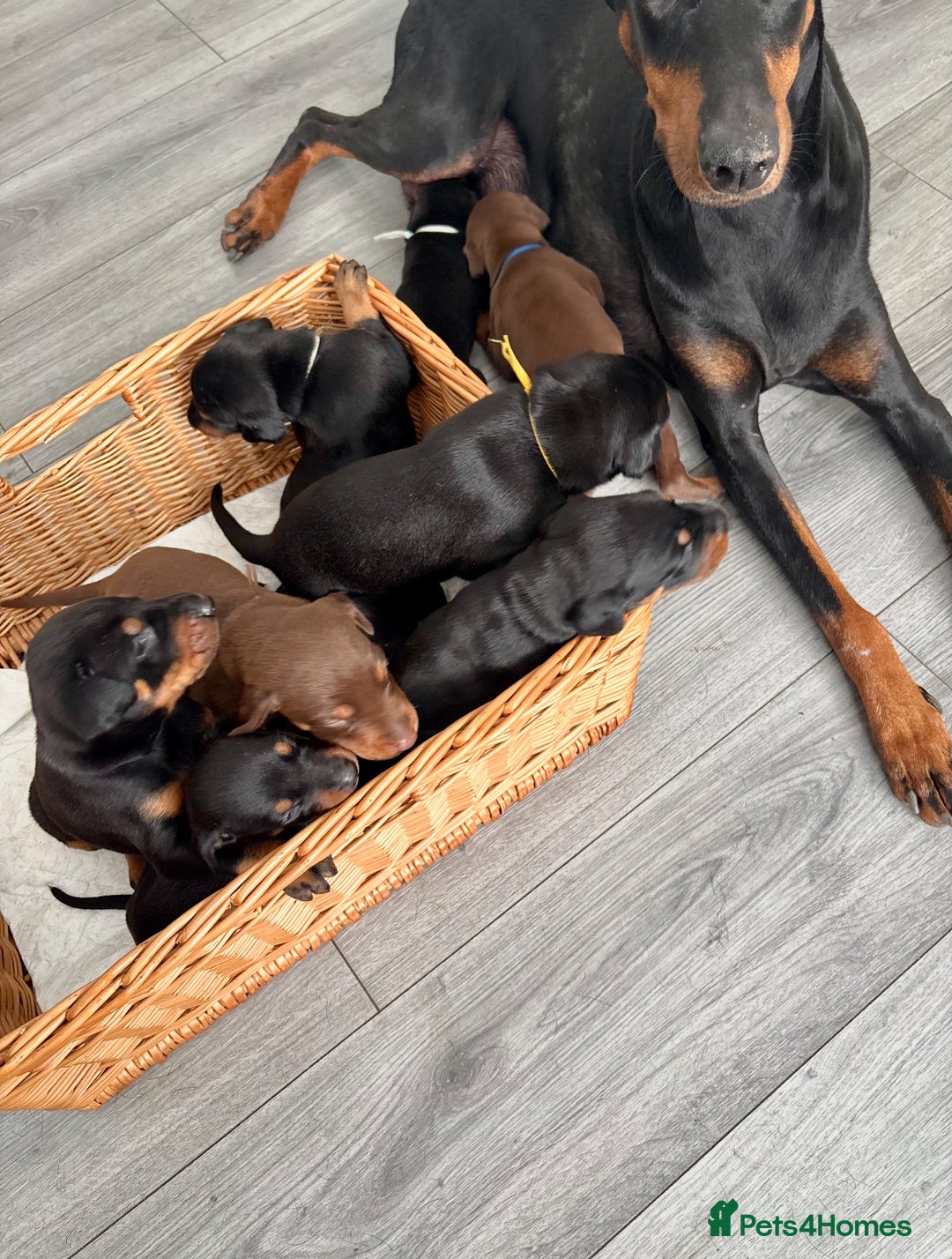 Dobermann dogs for sale: Doberman pups - Image 4