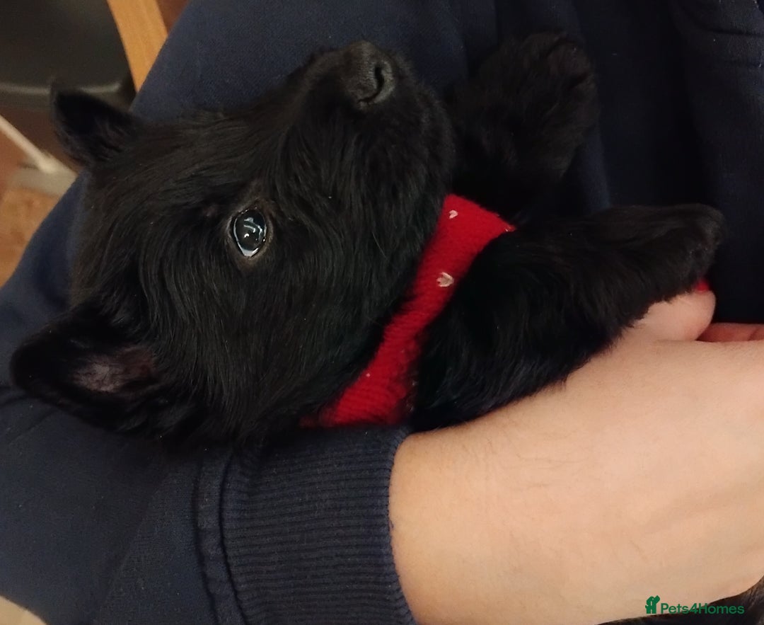 Scottish Terrier dogs for sale: Beautiful Scottish terrier puppies - Advert 9