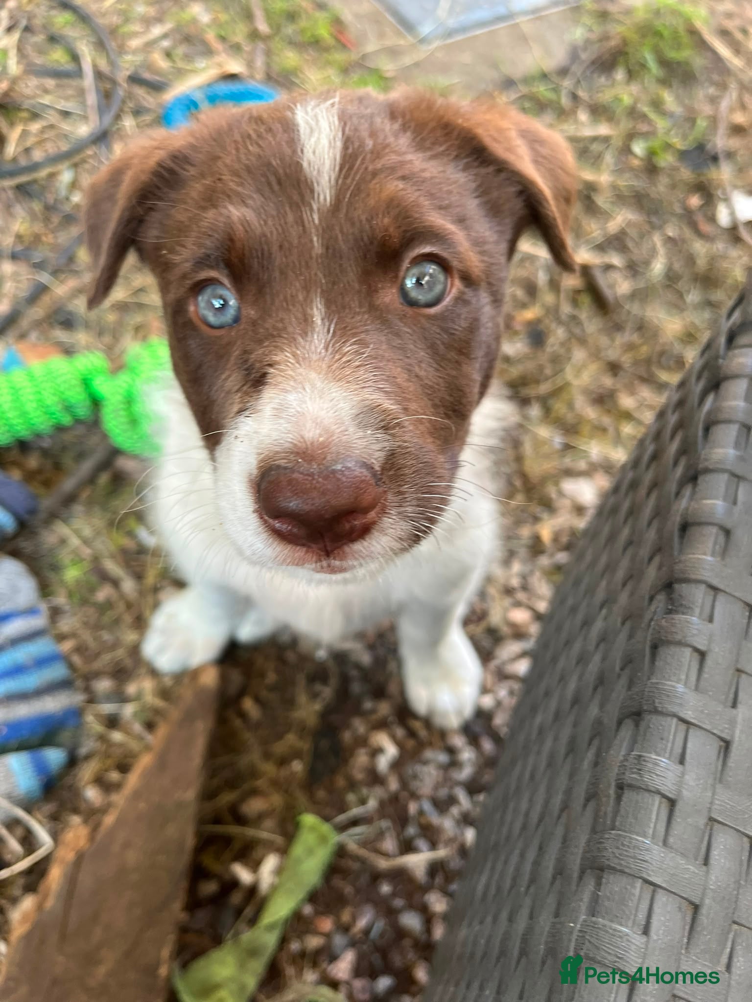 Border Collie dogs ISDS/KC Border Collie puppies for sale  - Advert 2