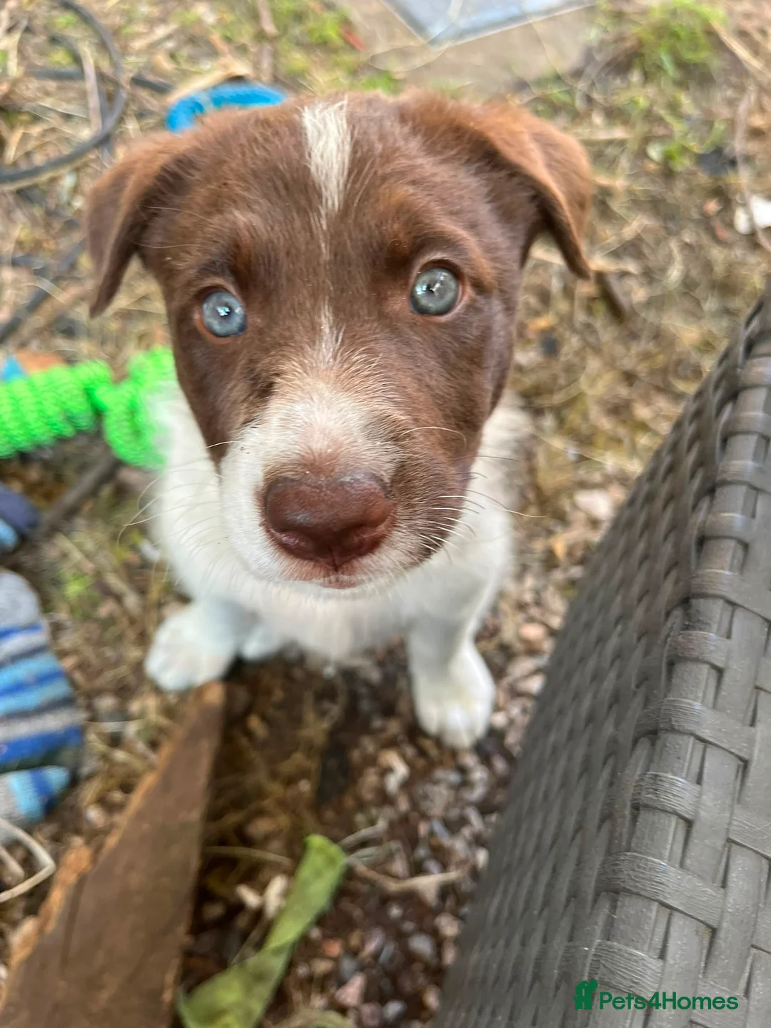 Border Collie dogs for sale: ISDS/KC Border Collie puppies for sale  - Advert 2