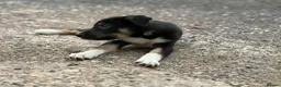 Border Collie dogs for sale: Pedigree border collie puppies  - Advert 18