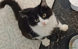Mixed Breed cats for sale: Cat for sale  - Image 3