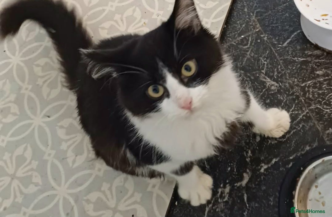 Mixed Breed cats for sale: Cat for sale  - Image 3