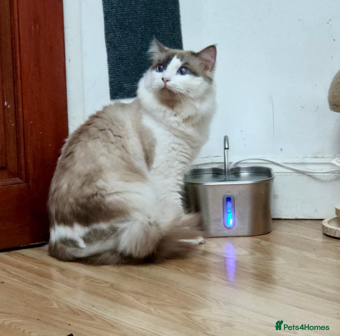 Ragdoll cats for stud: BiColour Ragdoll Available for Stud - Advert 3