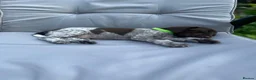 German Shorthaired Pointer dogs for sale: German shorthaired pointer X Weimaraner  - Advert 16