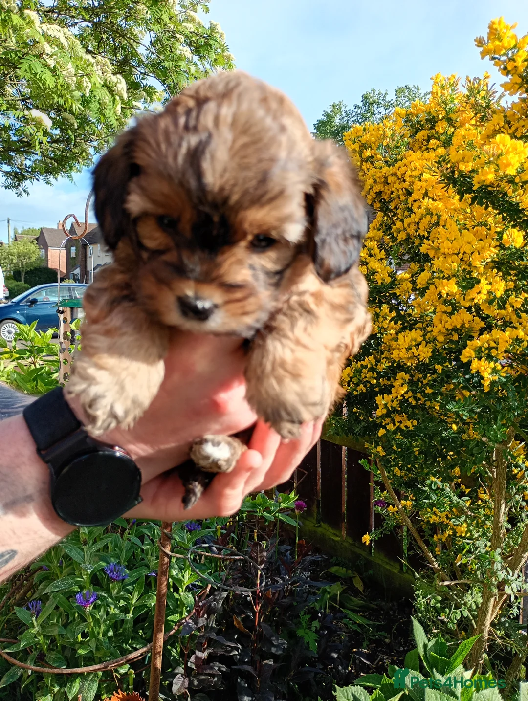 Mixed Breed dogs for sale: Corgipoo x Cockerpoo F2b - Advert 1