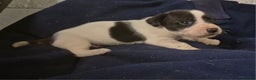 Jack Russell dogs for sale: Jackrussel pups  - Advert 5