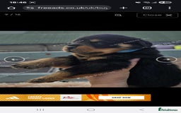 Rottweiler dogs for sale: Rottweiler puppies - Image 5