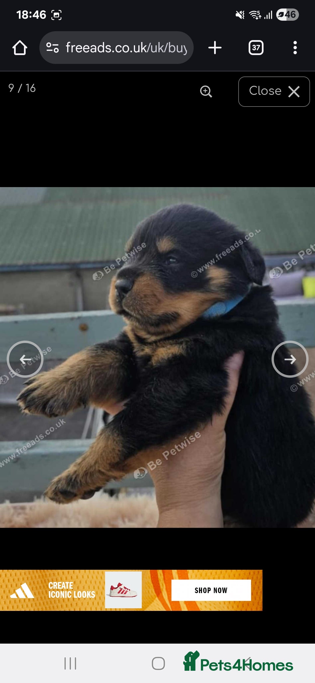 Rottweiler dogs for sale: Rottweiler puppies - Image 5