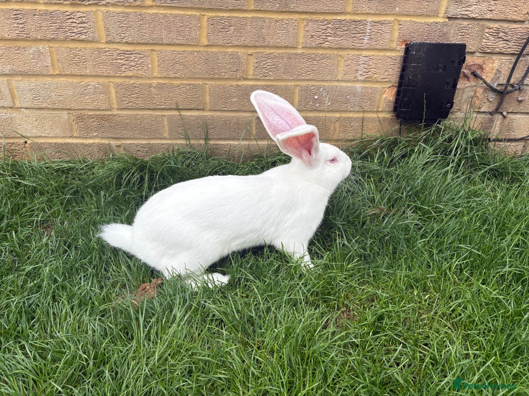 Continental Giant rabbits for sale: Continental Giant  - Image 4