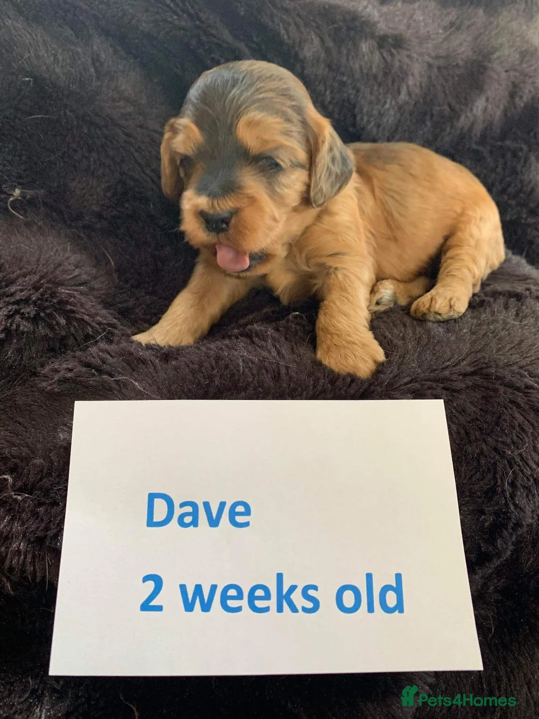 Miniature Poodle dogs for stud: Stunning Red Mini Poodle Stud, DNA Tested Clear. in Market Drayton - Advert 4