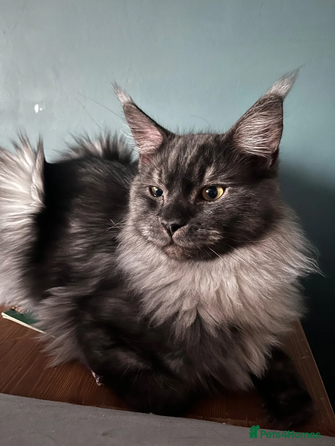 Maine Coon cats for sale: Mainecoon - Advert 2