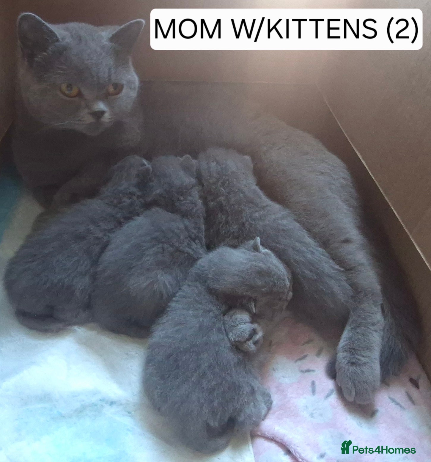 British Shorthair cats PURE BREED BRITISH SHORTHAIRS - Advert 1